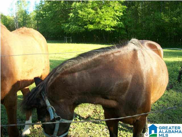 44 Shanghai Road Springville, AL 35146 - Photo 24 of 30
