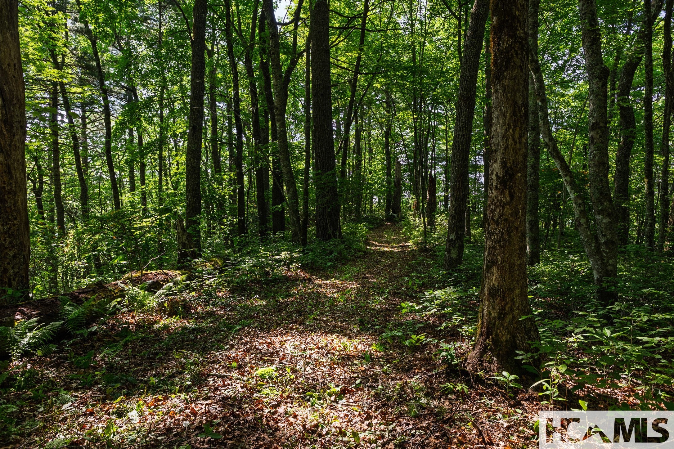 560 Salt Rock Road Cullowhee, NC 28723 - Photo 24 of 32 Gallery Image 24