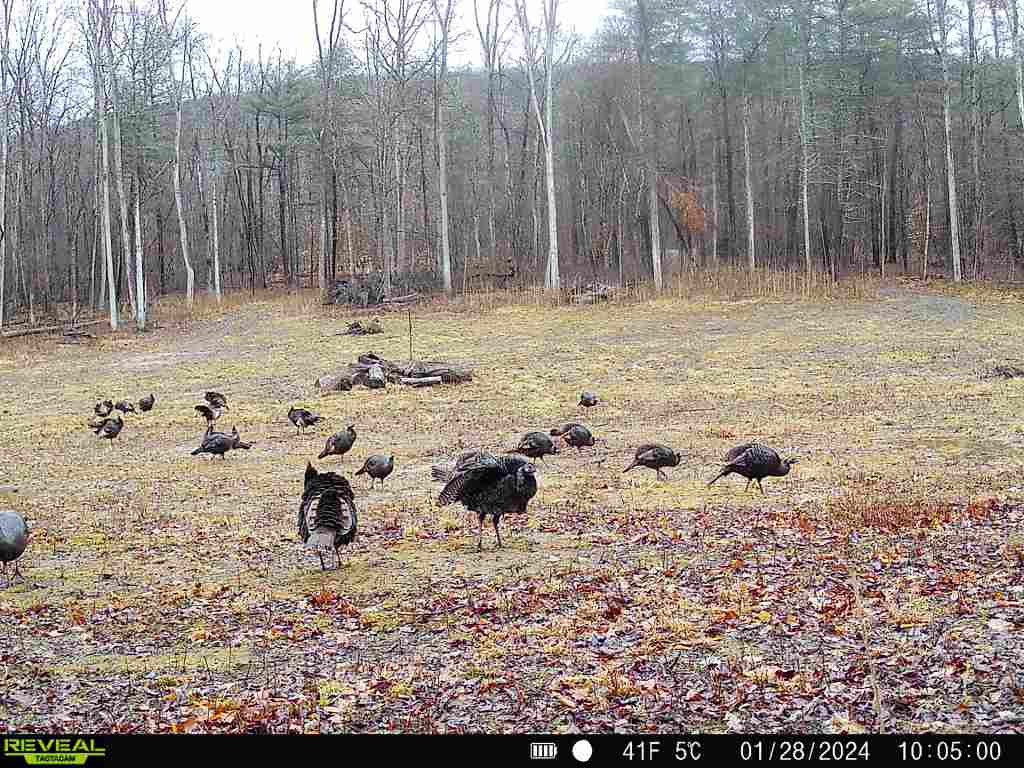 2093 Scott Road Erwin, NY 14858 - Photo 12 of 36 Gallery Image 12
