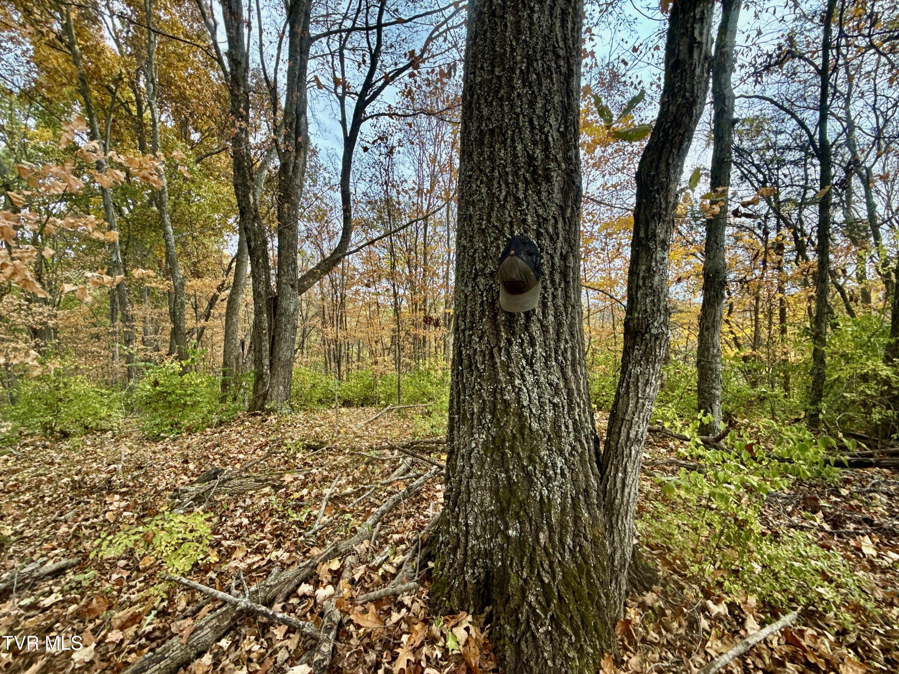 1499 Keesel Hollow Road Bybee, TN 37713 - Photo 25 of 39 _Pic37 (23)