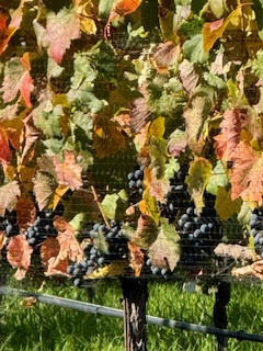 995 Suncrest Road Talent, OR 97540 - Photo 87 of 96 grapes