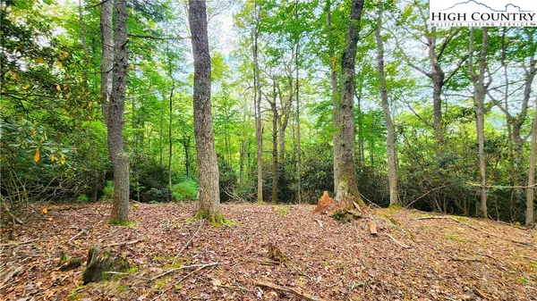 a view of a forest with a trees