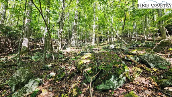a view of a lush green forest