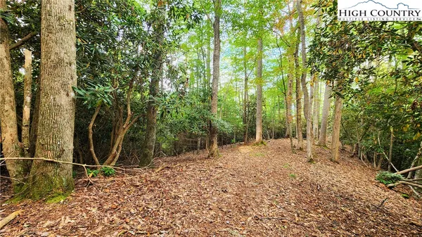 a view of a backyard with trees