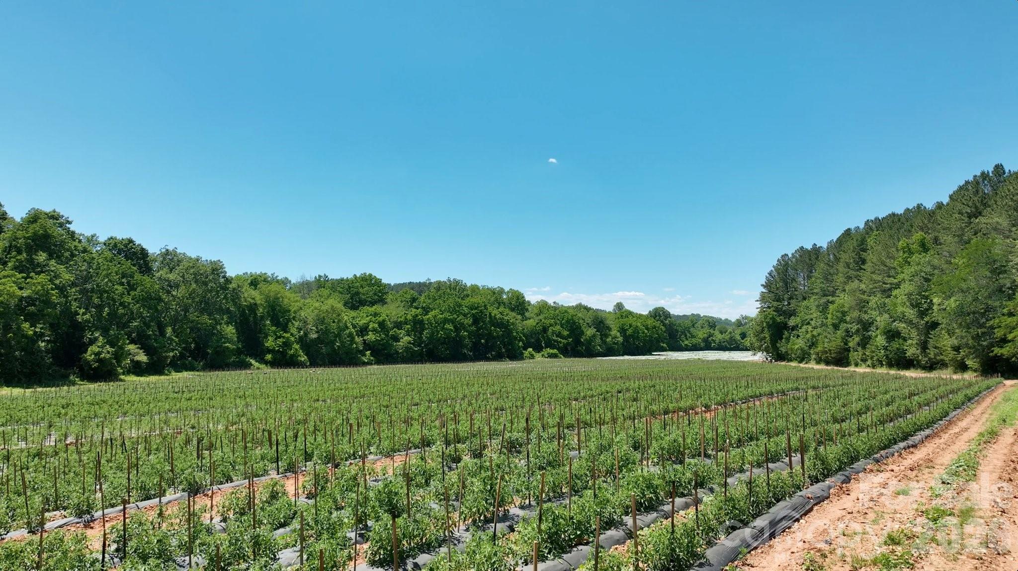 99999 Tryon Road Rutherfordton, NC 28139 - Photo 15 of 25