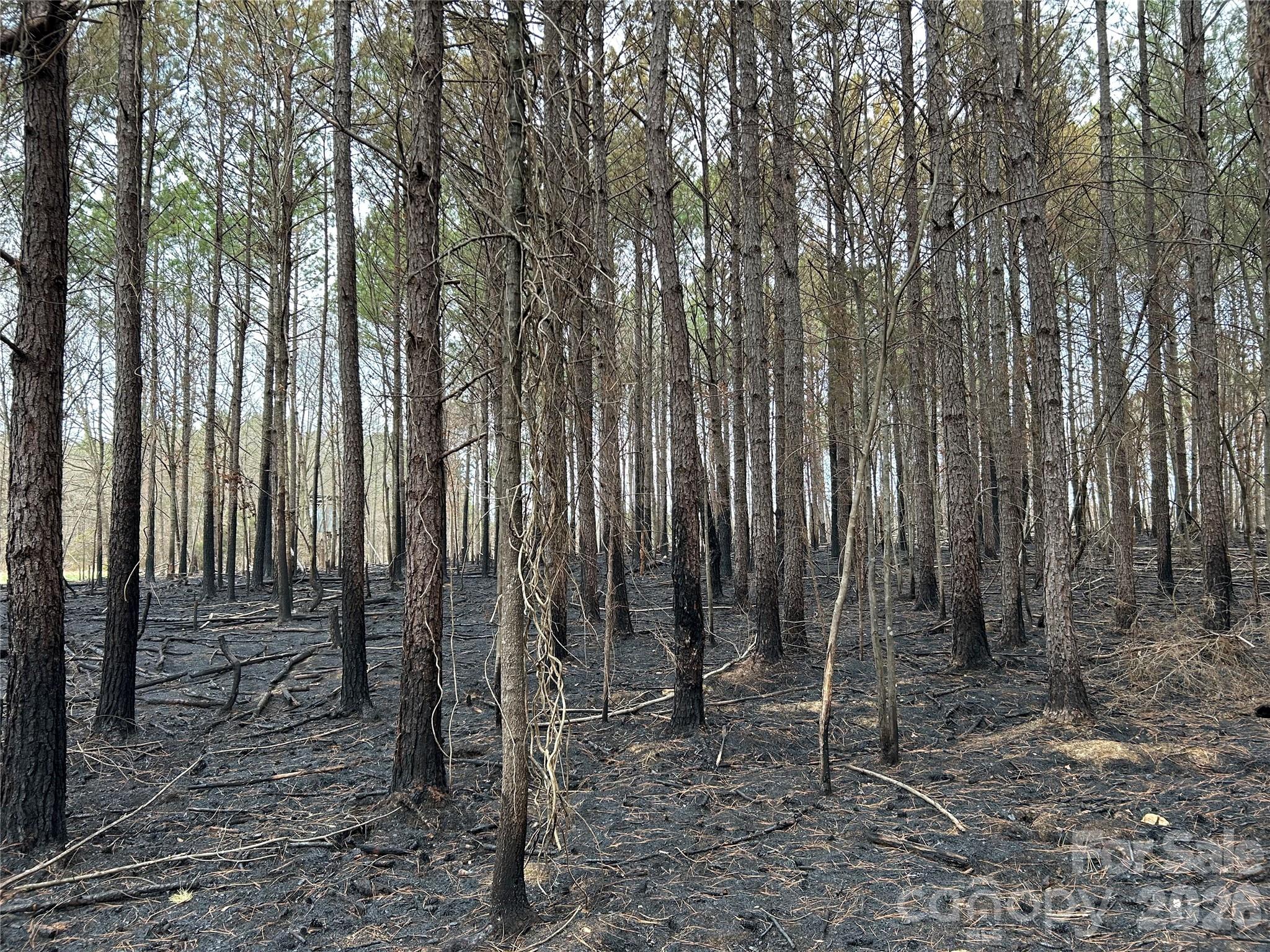 1440 Carl Taylor Road Peachland, NC 28133 - Photo 11 of 21 a view of small garden