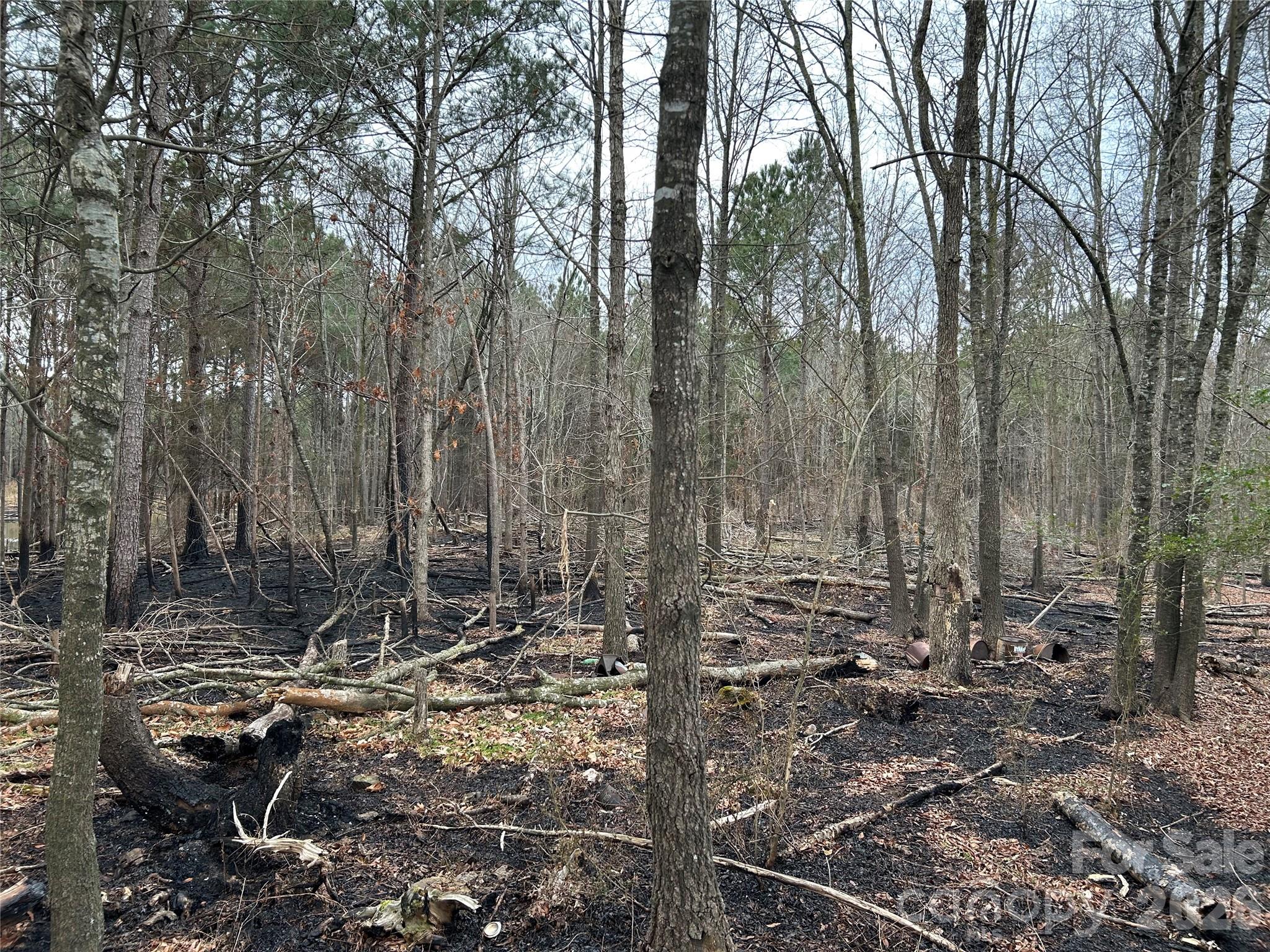 1440 Carl Taylor Road Peachland, NC 28133 - Photo 12 of 21 a view of a forest filled with trees