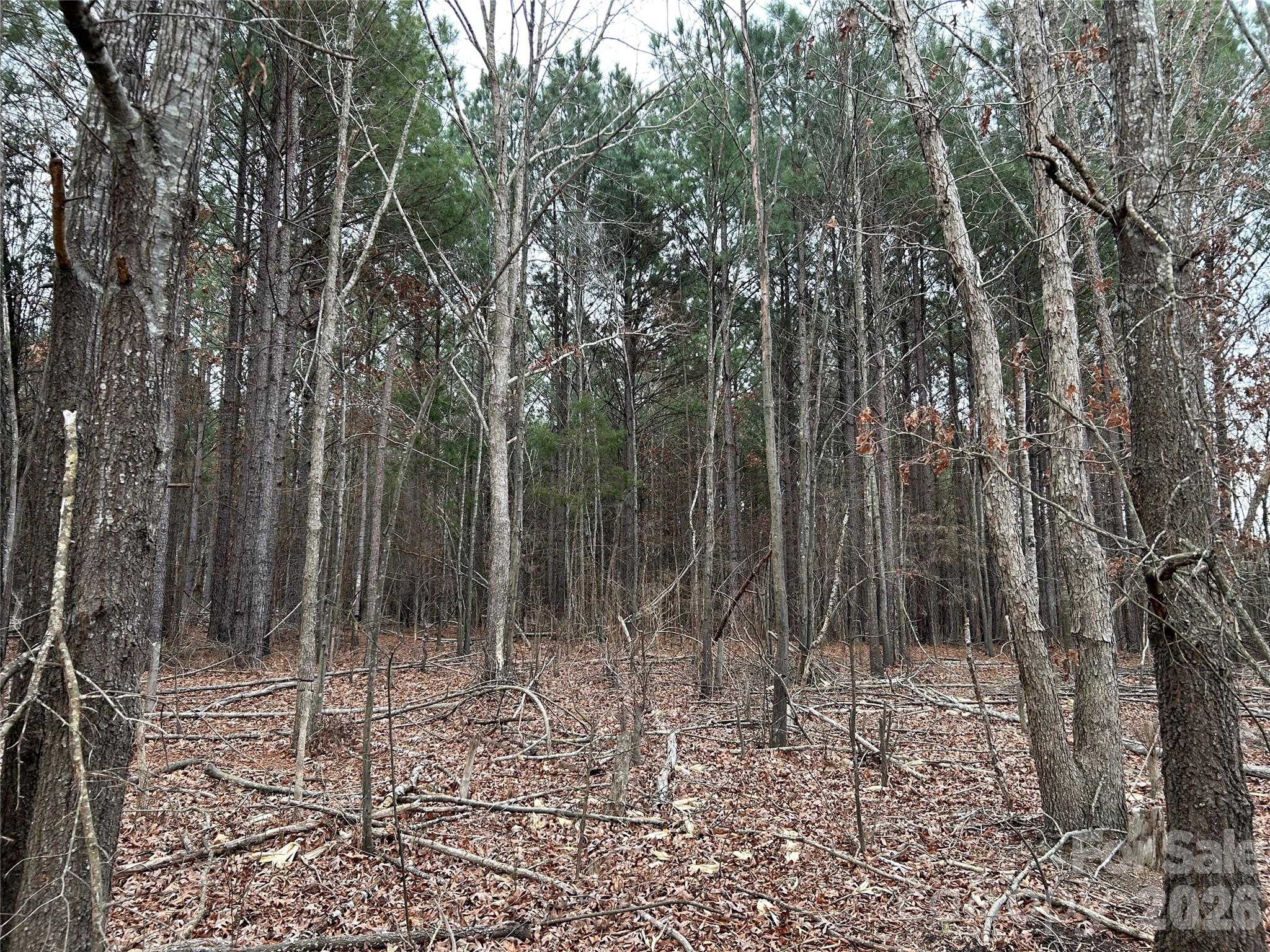 1440 Carl Taylor Road Peachland, NC 28133 - Photo 15 of 23 a view of forest