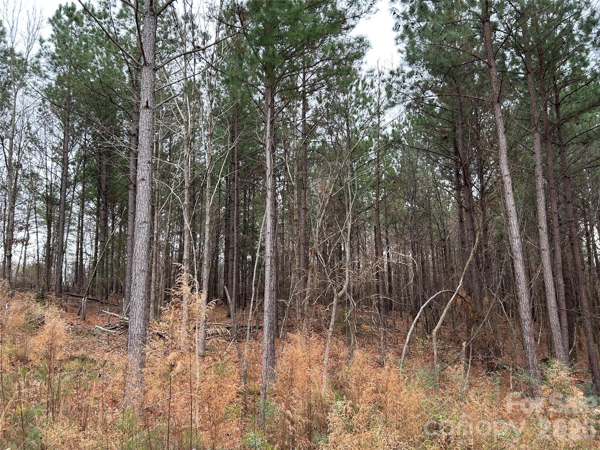 1440 Carl Taylor Road Peachland, NC 28133 - Photo 15 of 21 a close up of a tree in a yard