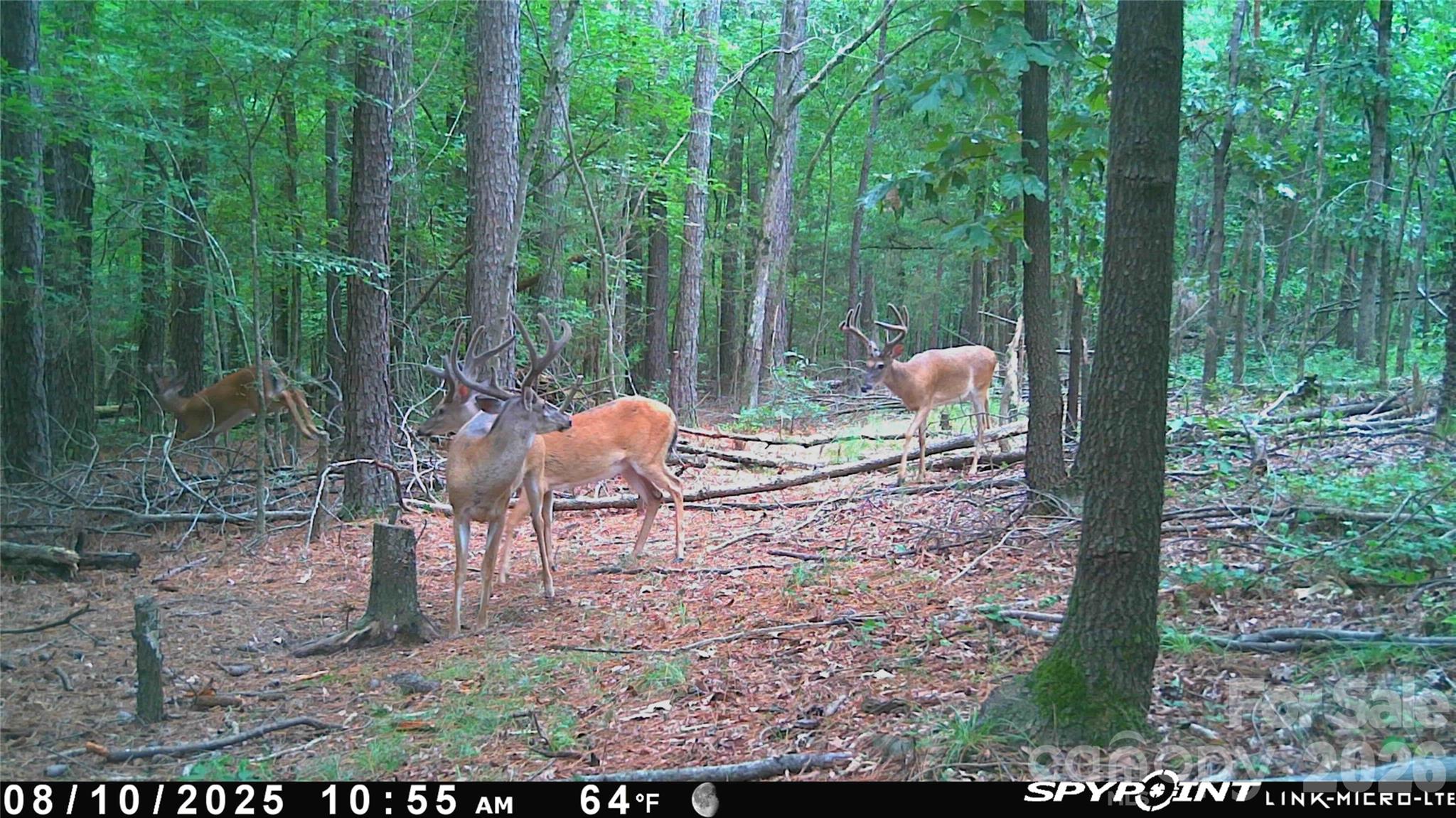 1440 Carl Taylor Road Peachland, NC 28133 - Photo 19 of 21 a view of a outdoor space
