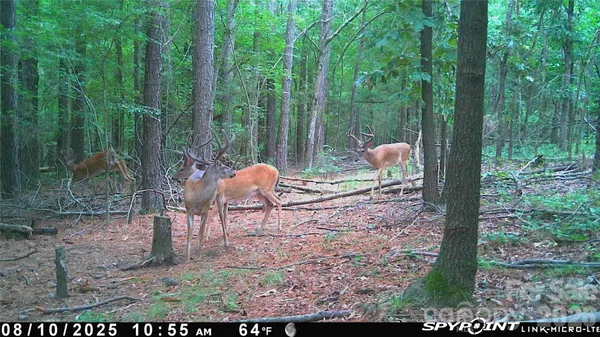 $750,000 | 1440 Carl Taylor Road, Peachland, NC 28133
