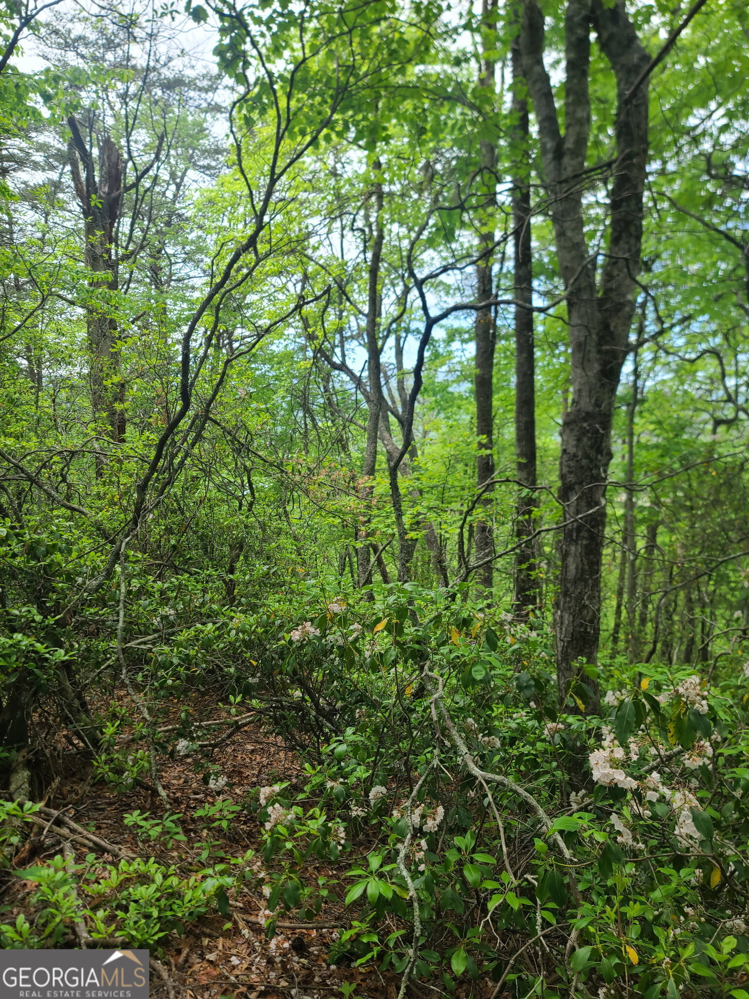 B Shake Hollow Rabun Gap, GA 30568 - Photo 11 of 13