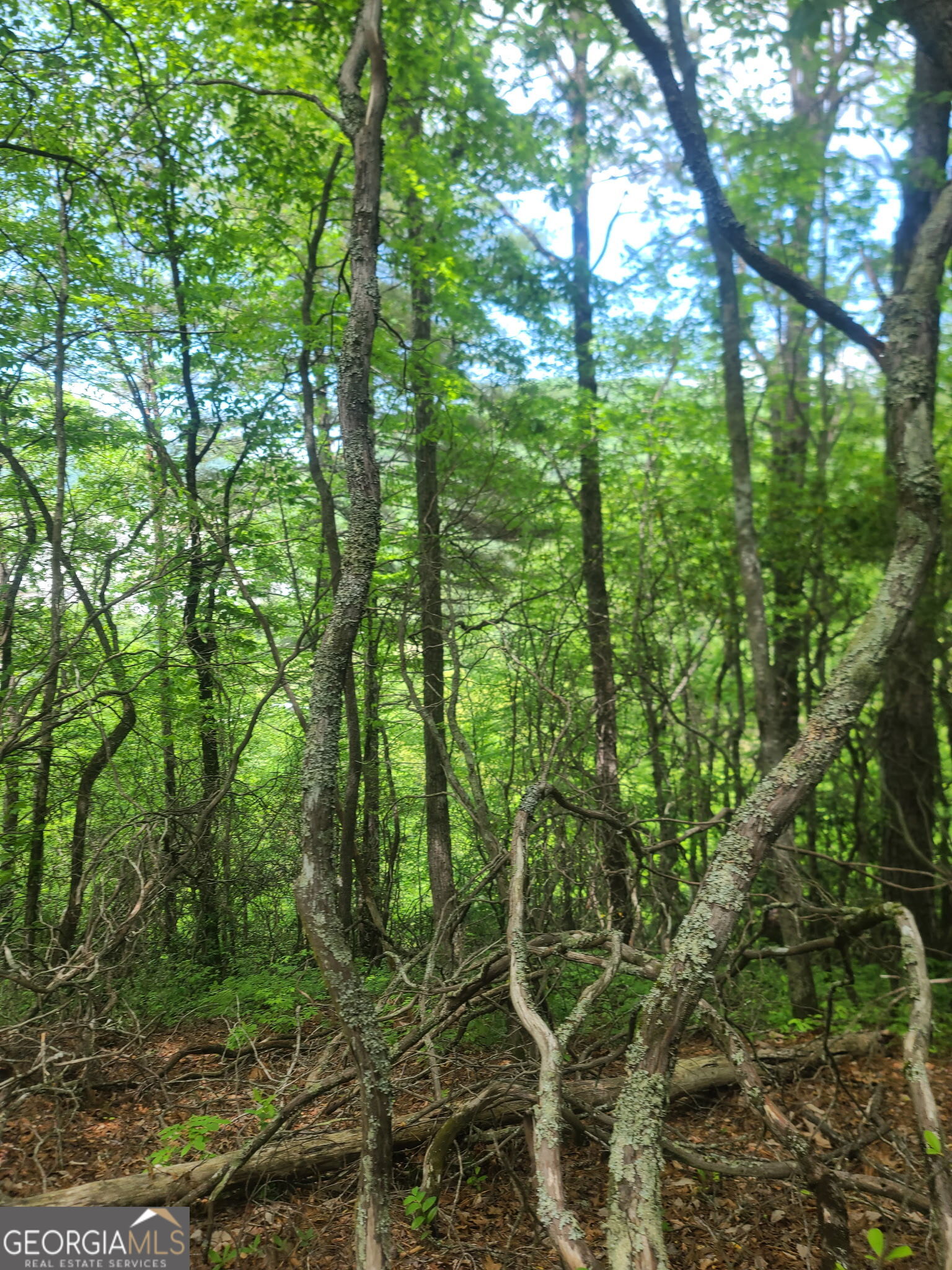 B Shake Hollow Rabun Gap, GA 30568 - Photo 12 of 13