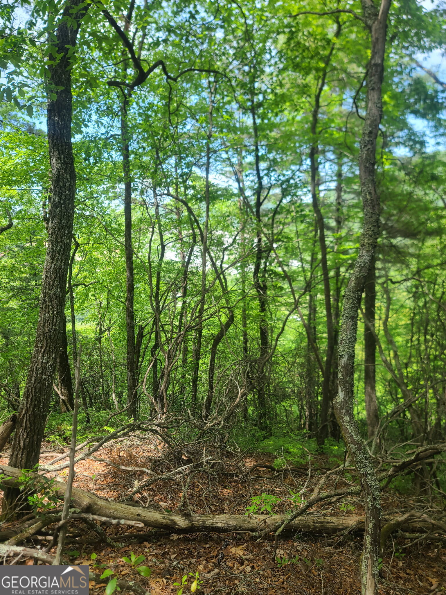 B Shake Hollow Rabun Gap, GA 30568 - Photo 13 of 13