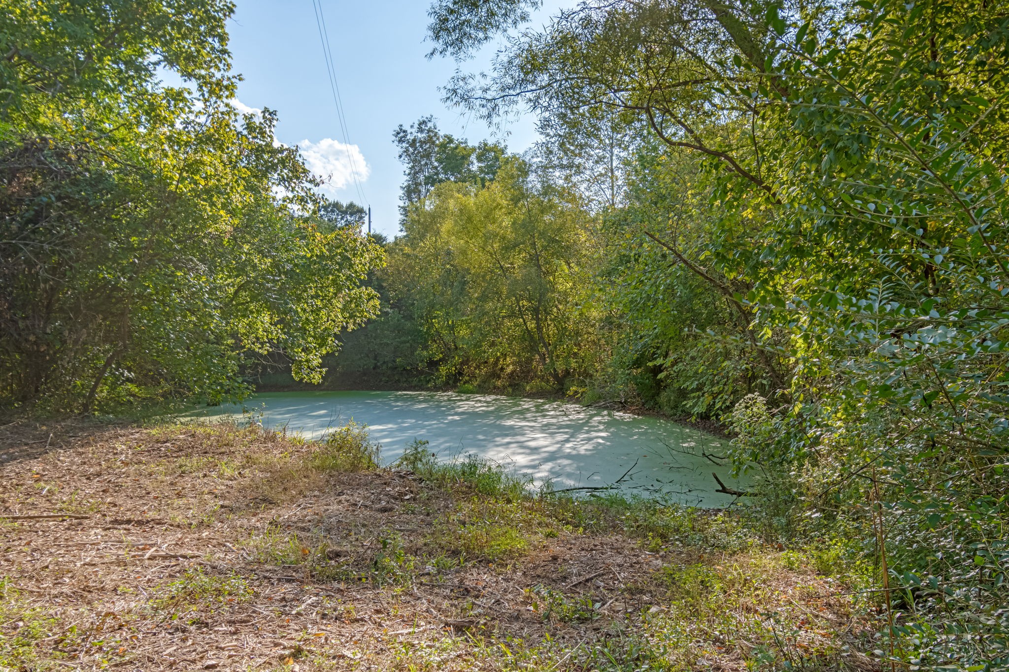 3213 Craig Bridge Road Williamsport, TN 38487 - Photo 28 of 47 a view of a yard with plants and trees