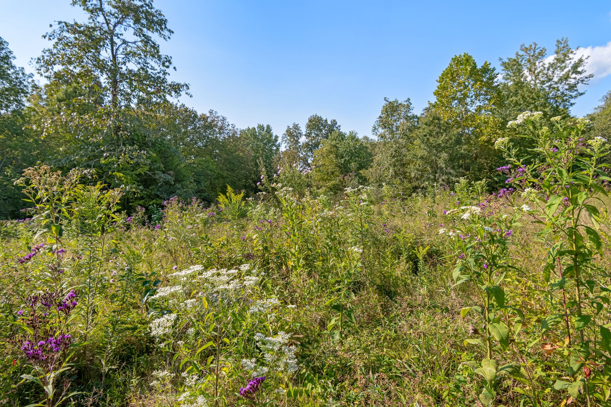 3213 Craig Bridge Road Williamsport, TN 38487 - Photo 32 of 47 a view of a bunch of flowers in a yard