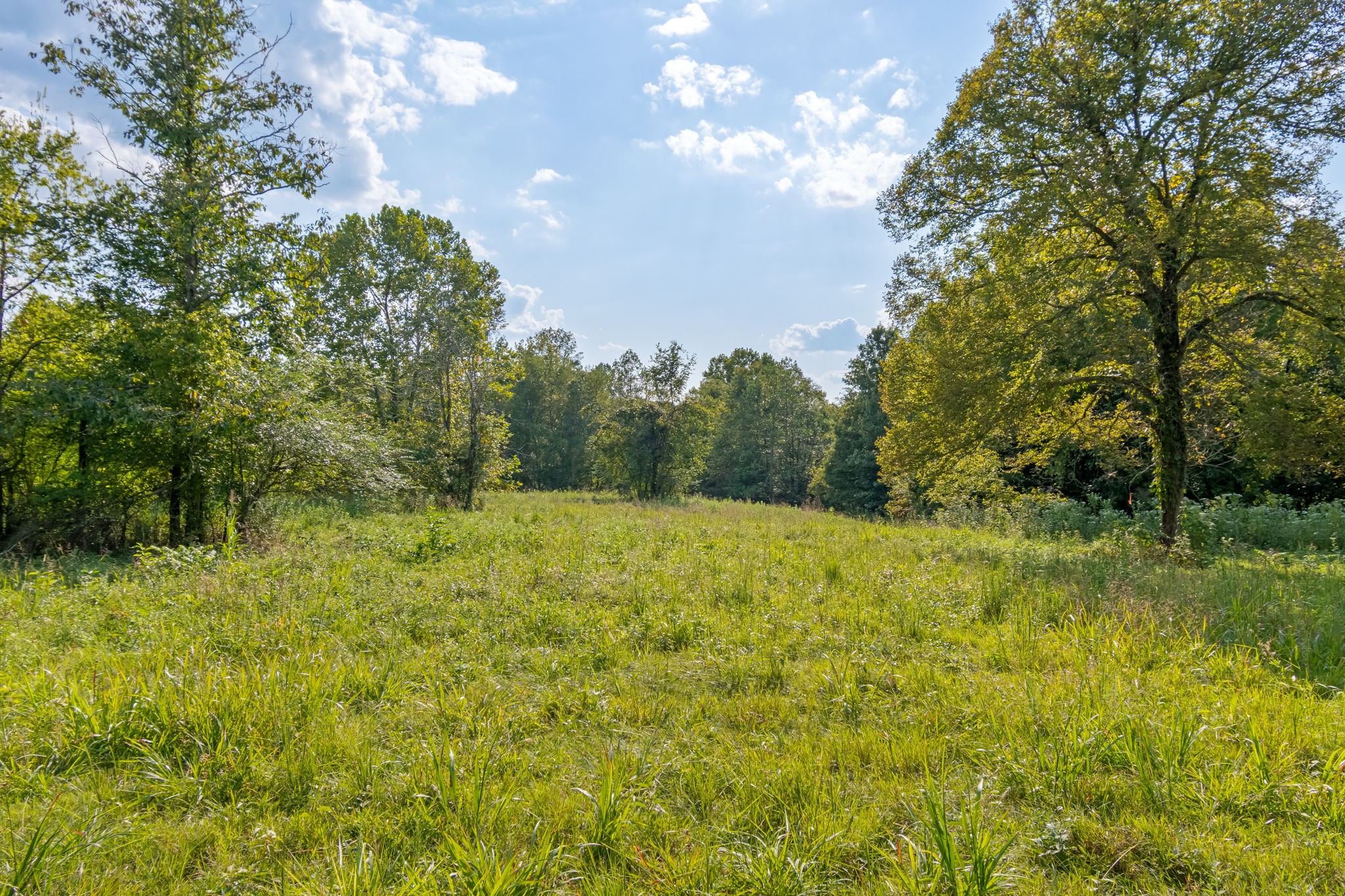 3213 Craig Bridge Road Williamsport, TN 38487 - Photo 33 of 47 a view of a big yard with large trees
