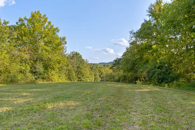 a view of a forest with trees in the background