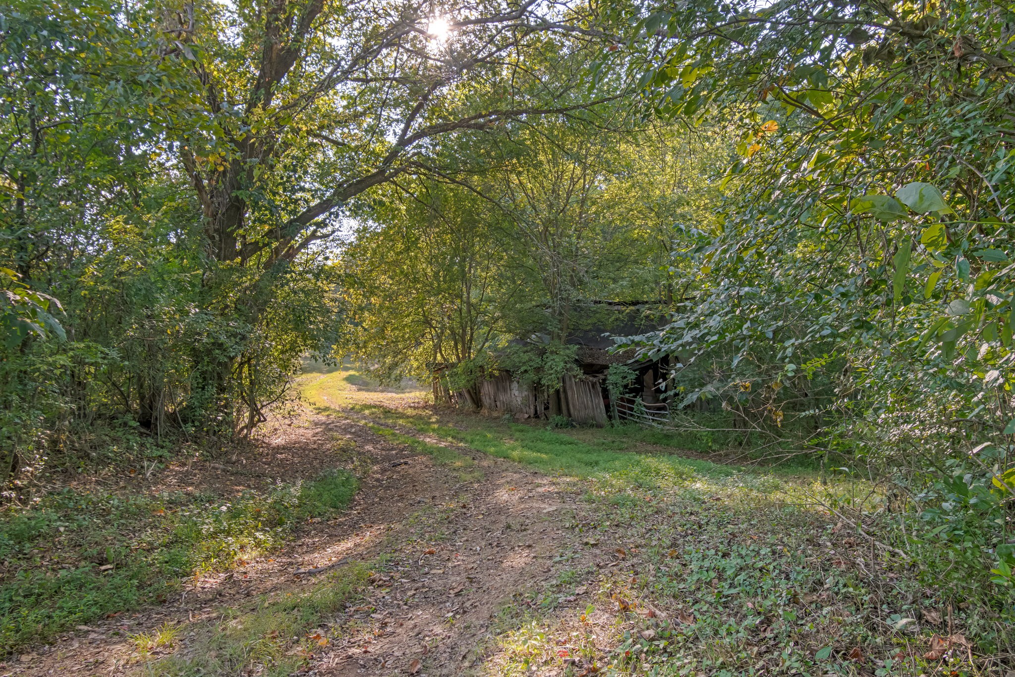 3213 Craig Bridge Road Williamsport, TN 38487 - Photo 37 of 47 a view of a forest with trees in the background