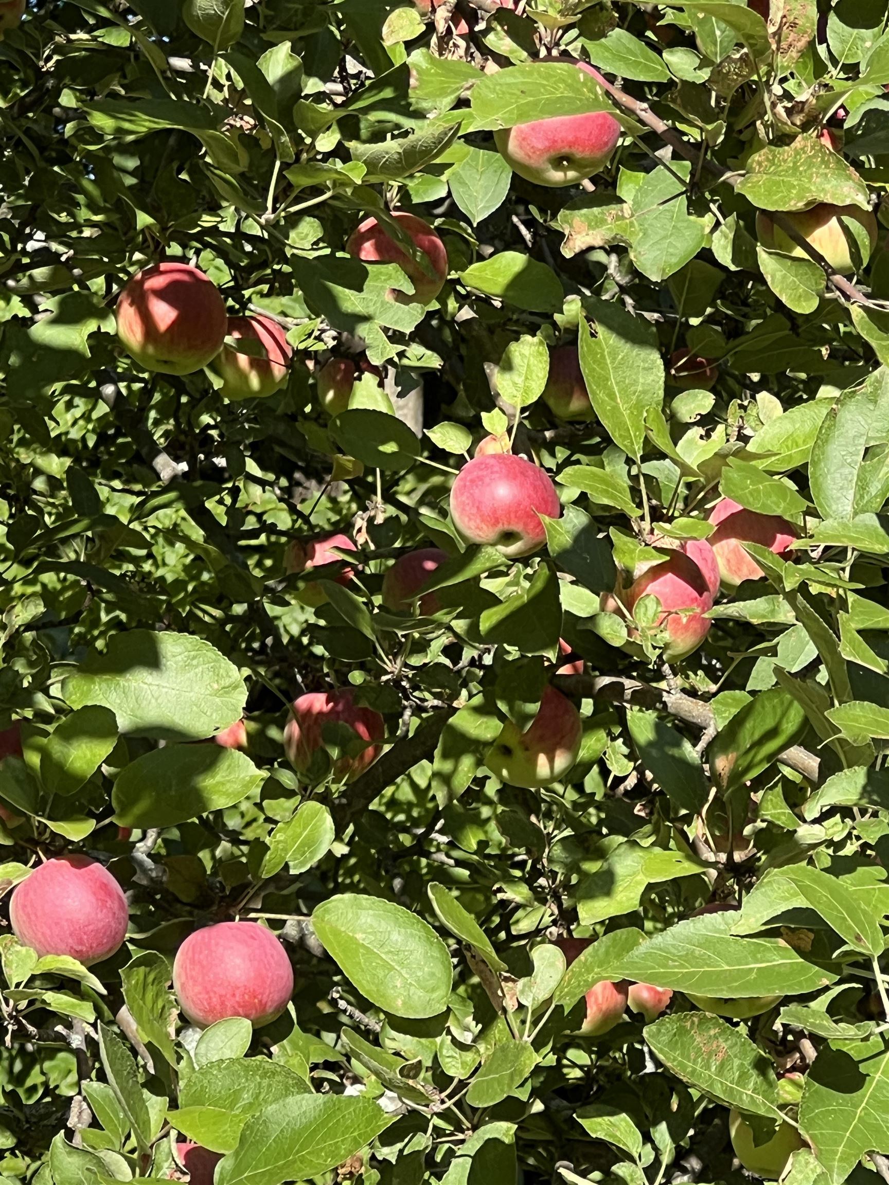 1533 Nelson Hill Road Derby, VT 05829 - Photo 18 of 48