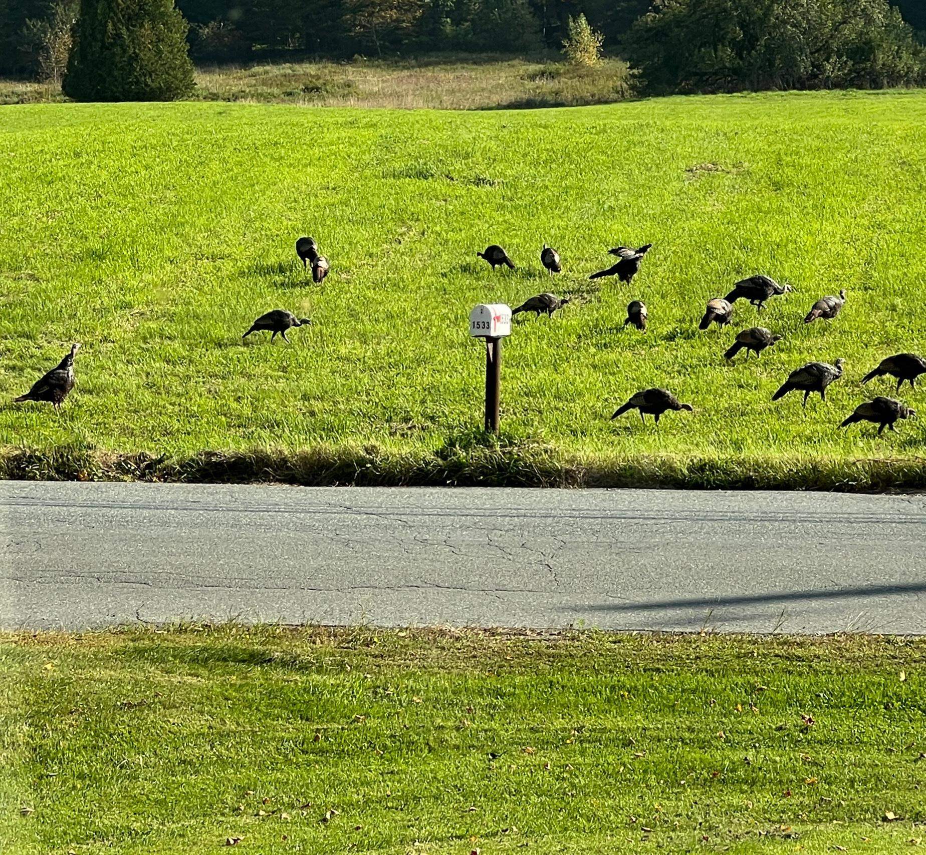 1533 Nelson Hill Road Derby, VT 05829 - Photo 19 of 48