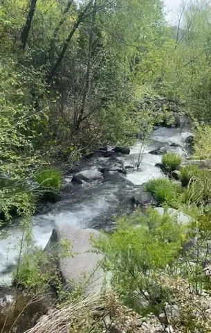 a view of a lush green forest with lots of trees