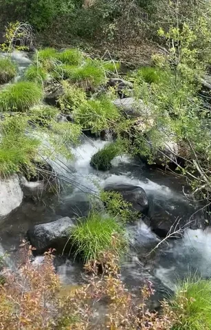 a view of a big yard with large trees