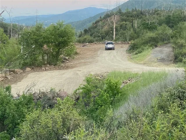 a view of a forest with a tree