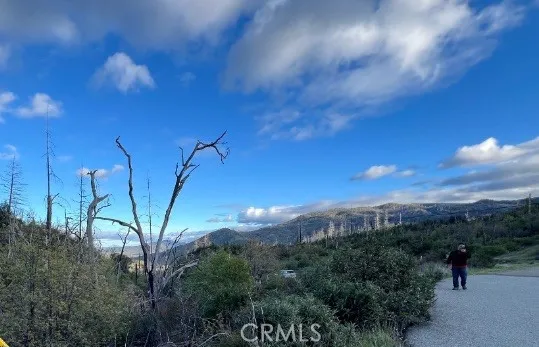 a view of a yard with plants and trees