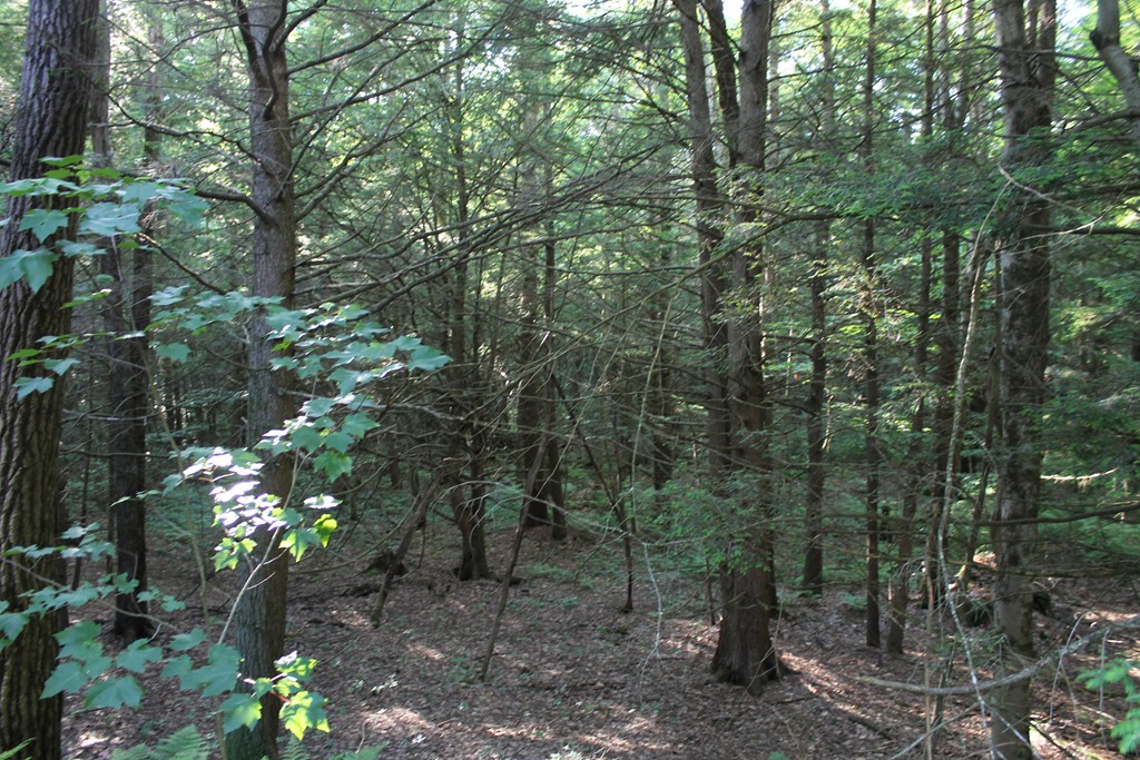 44 Halfrey Road Hubbardston, MA 01452 - Photo 8 of 30 a view of a city with lots of trees