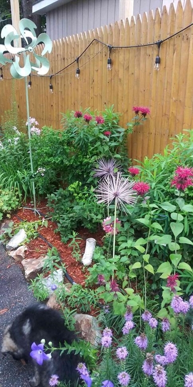 60 Bradlee Street Boston, MA 02136 - Photo 12 of 12 a view of a flower in a garden