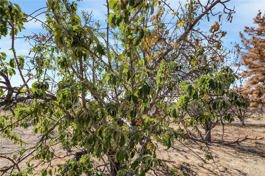 49750 3 Points Road Lancaster, CA 93536 - Photo 35 of 67 a view of a tree