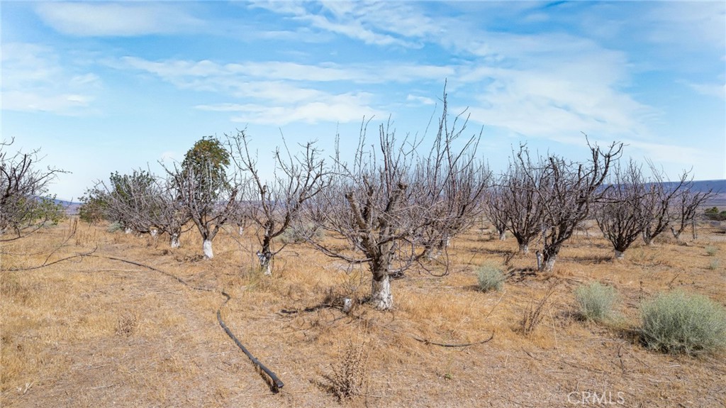 49750 3 Points Road Lancaster, CA 93536 - Photo 42 of 67 a view of a yard with trees in the background