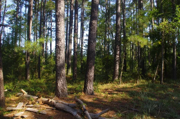 $220,000 | 243 Bridalwreath Drive, St. Matthews, SC 29135