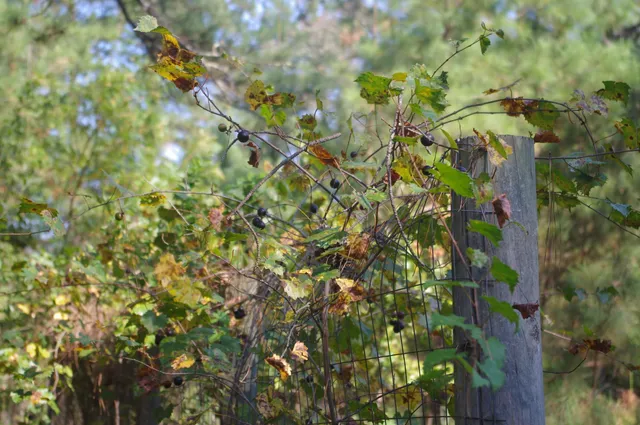 $220,000 | 243 Bridalwreath Drive, St. Matthews, SC 29135