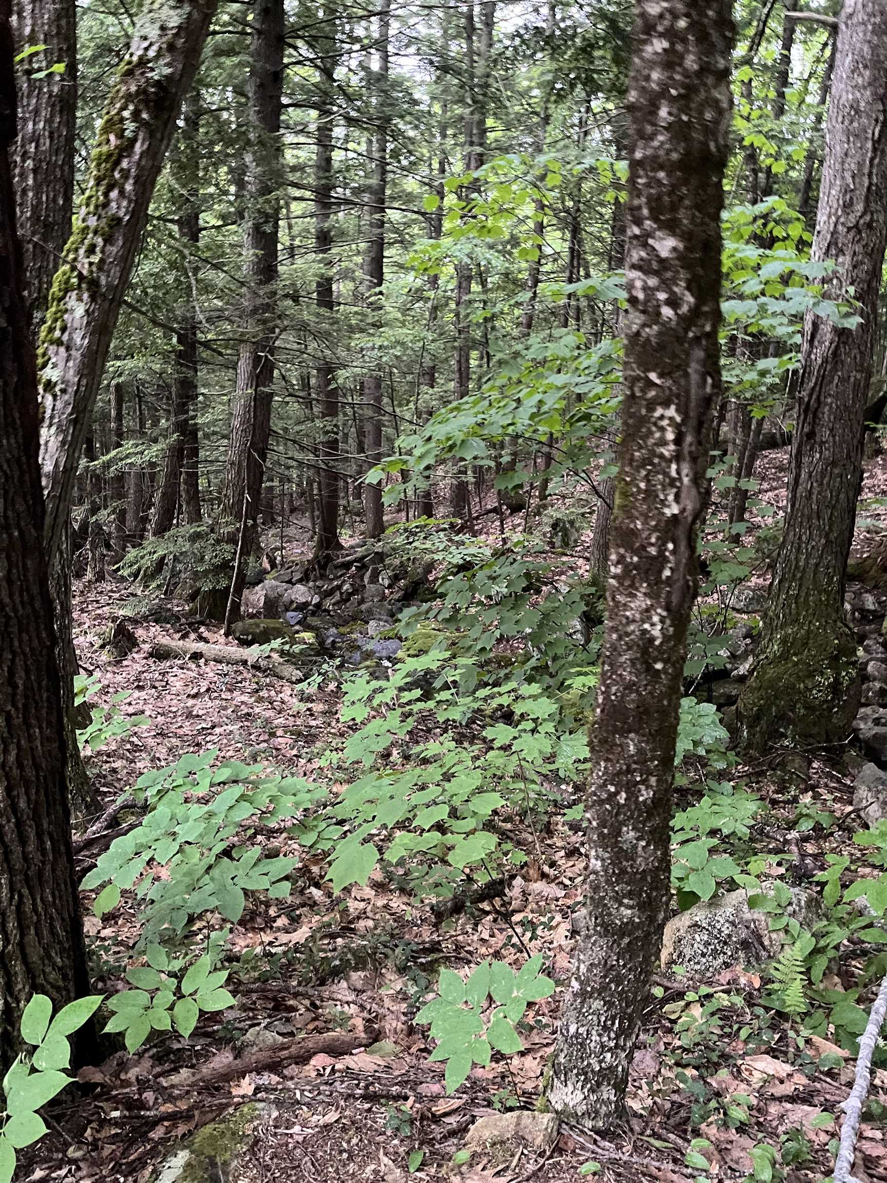 169 Newman Drew Road Ossipee, NH 03890 - Photo 5 of 14 Gallery Image 5