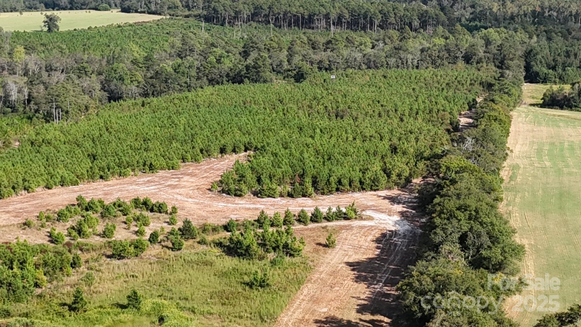891 Longbranch Road Jefferson, SC 29718 - Photo 10 of 21 a view of a yard with plants and large trees