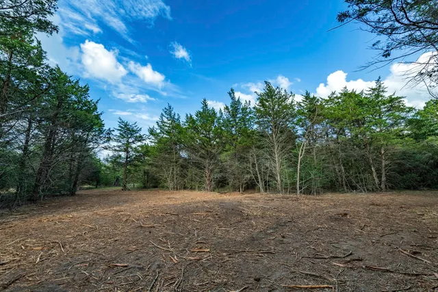 a view of a forest with trees in the background