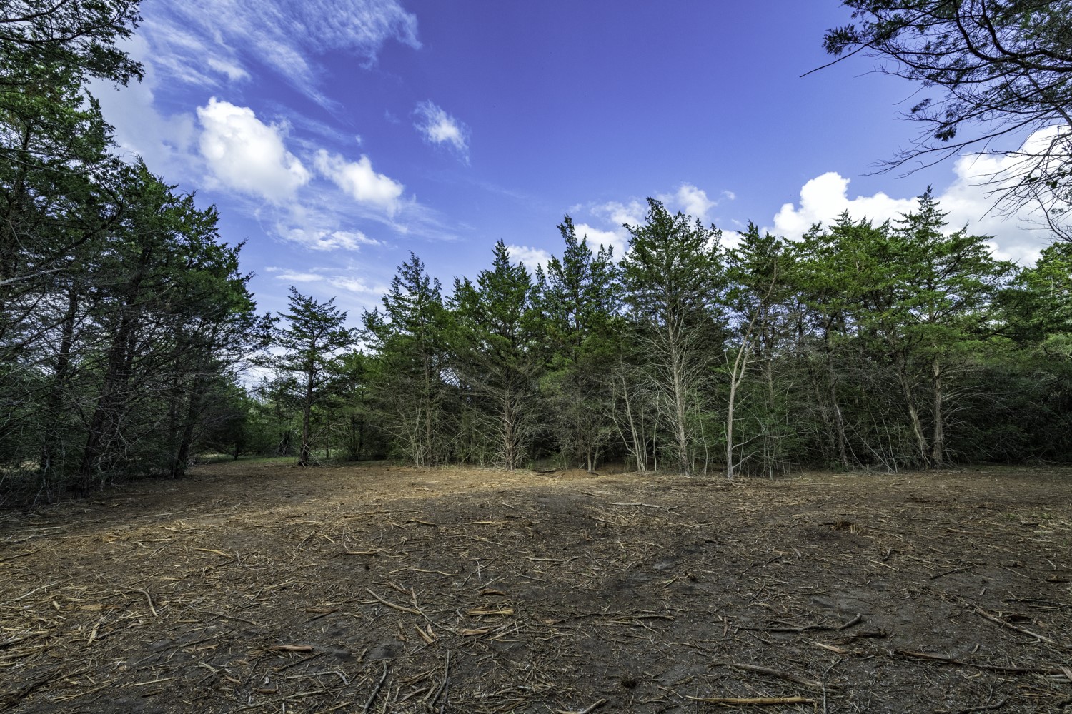 a view of a forest with trees in the background