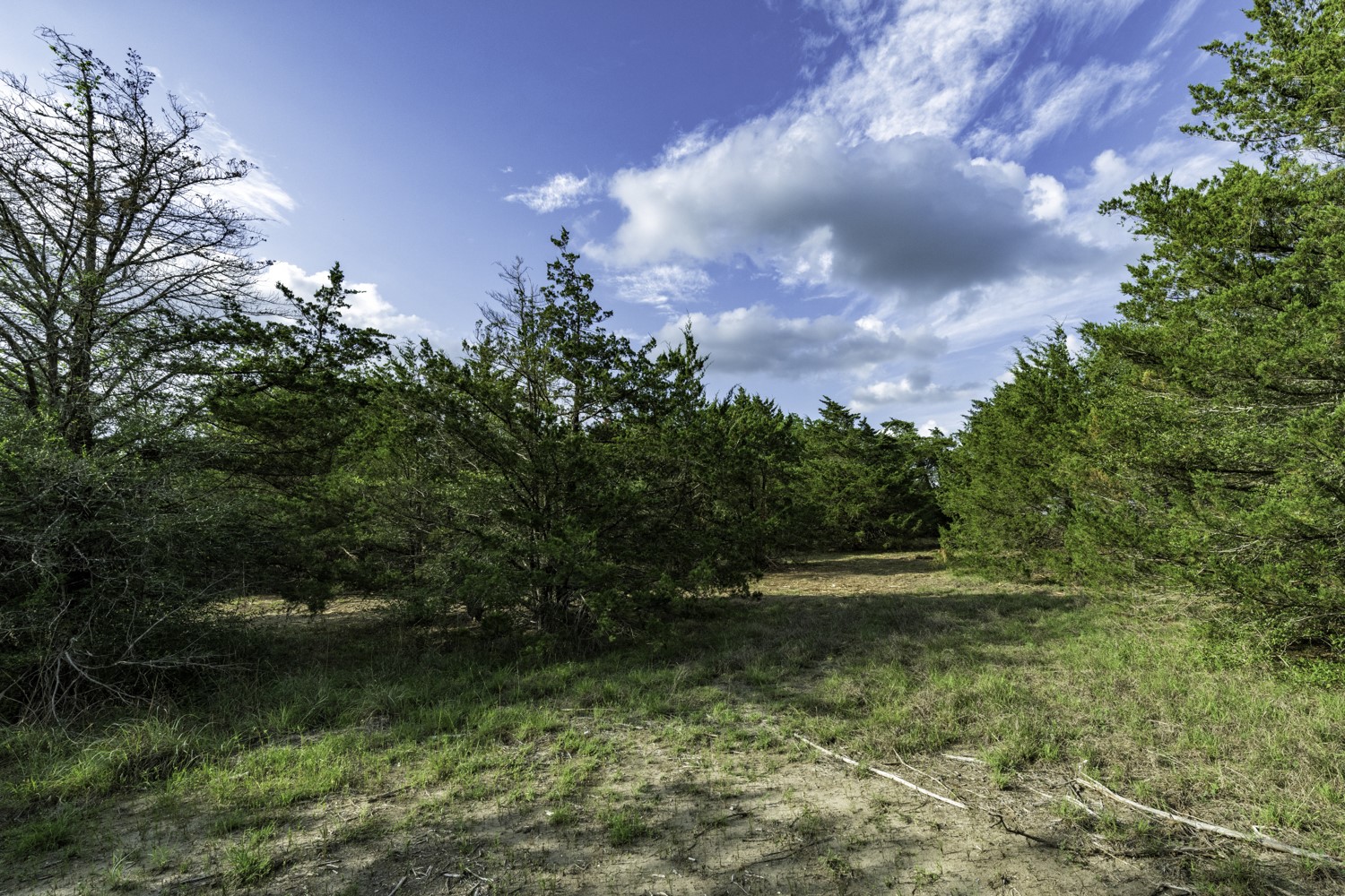 405 Vineyard View Trail Carmine, TX 78932 - Photo 11 of 12 a view of outdoor space and yard