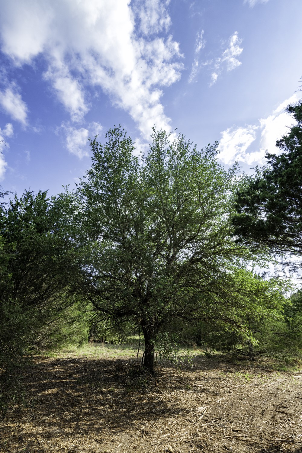 405 Vineyard View Trail Carmine, TX 78932 - Photo 6 of 12 a backyard of a house with lots of green space