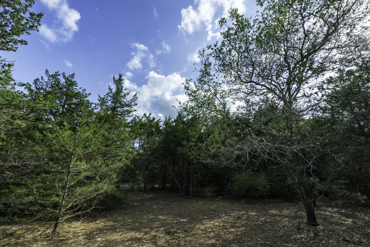 405 Vineyard View Trail Carmine, TX 78932 - Photo 7 of 12 a view of an outdoor space