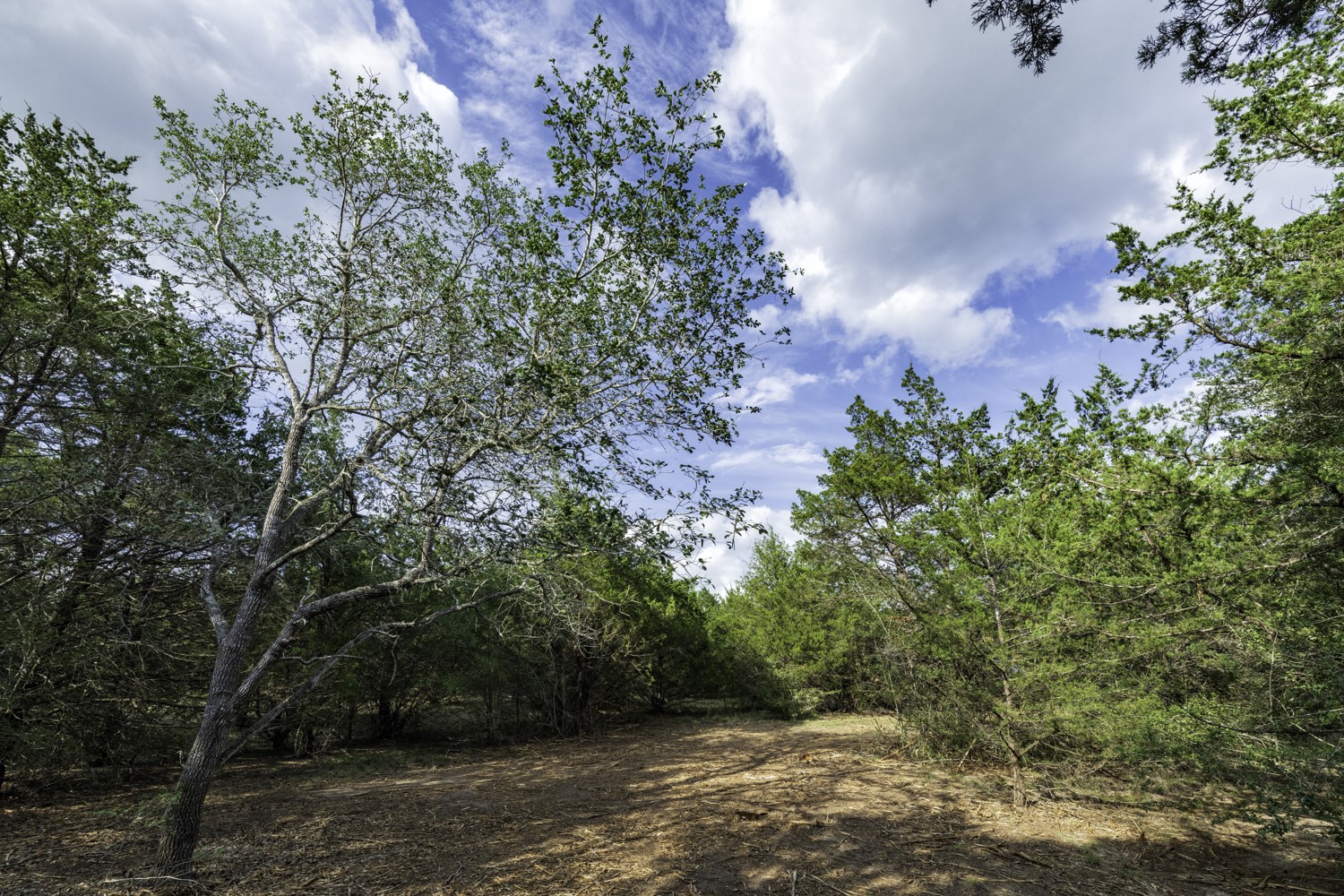 405 Vineyard View Trail Carmine, TX 78932 - Photo 8 of 12 a view of a yard with a tree