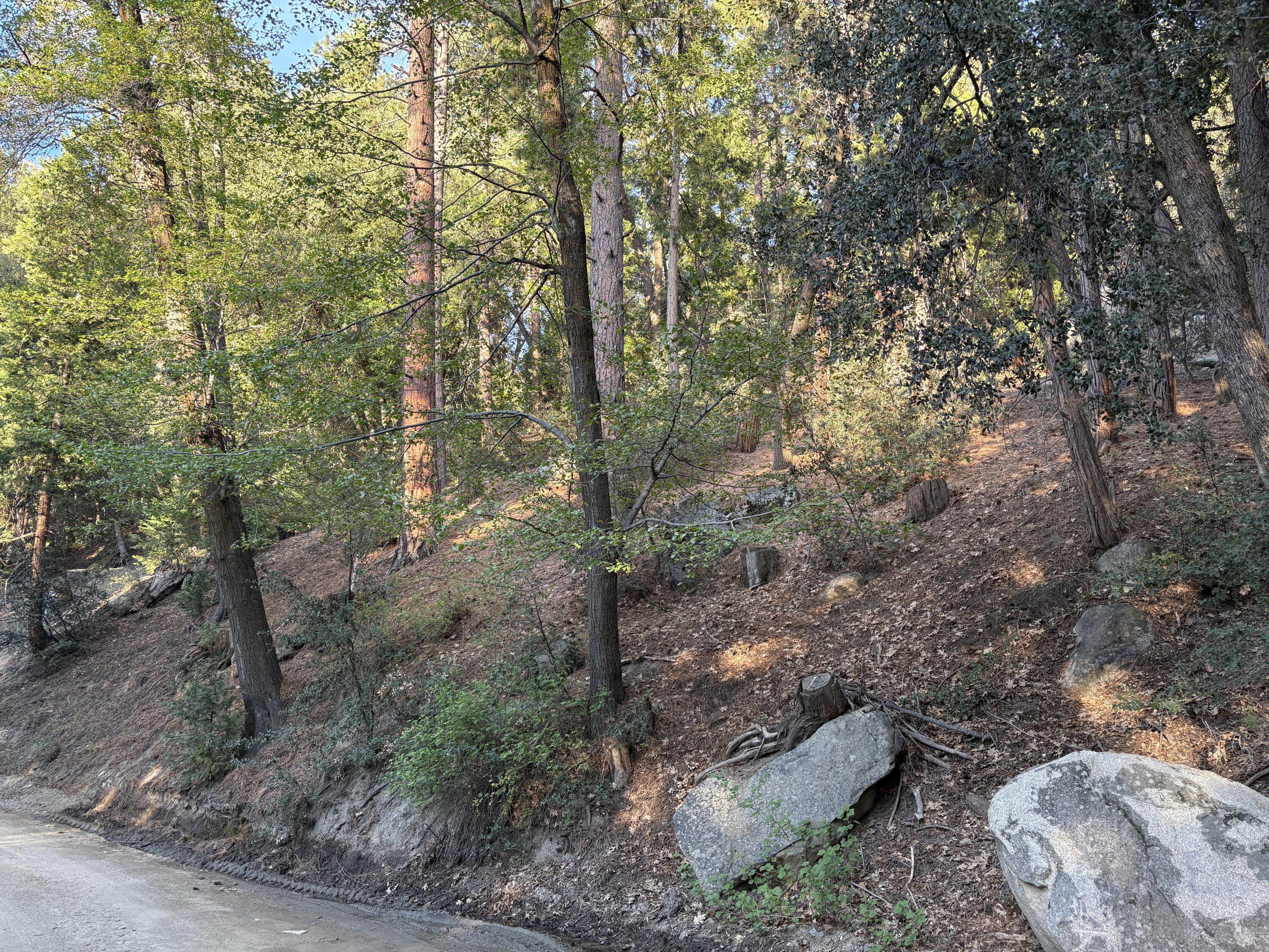 0 Tahquitz View Drive Idyllwild, CA 92549 - Photo 2 of 6 a view of a yard with a tree