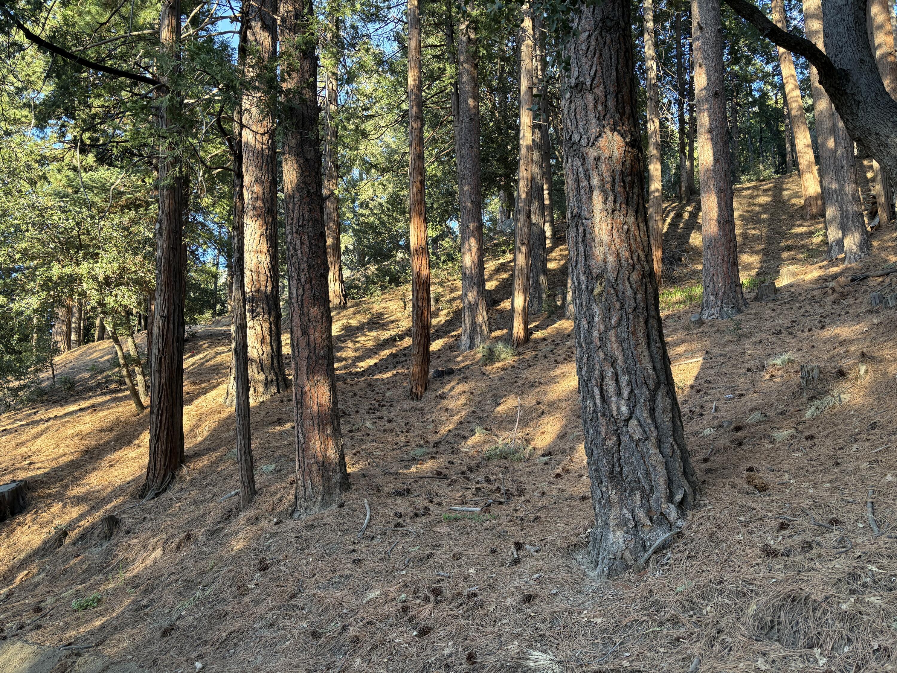0 Tahquitz View Drive Idyllwild, CA 92549 - Photo 3 of 6 a view of outdoor space