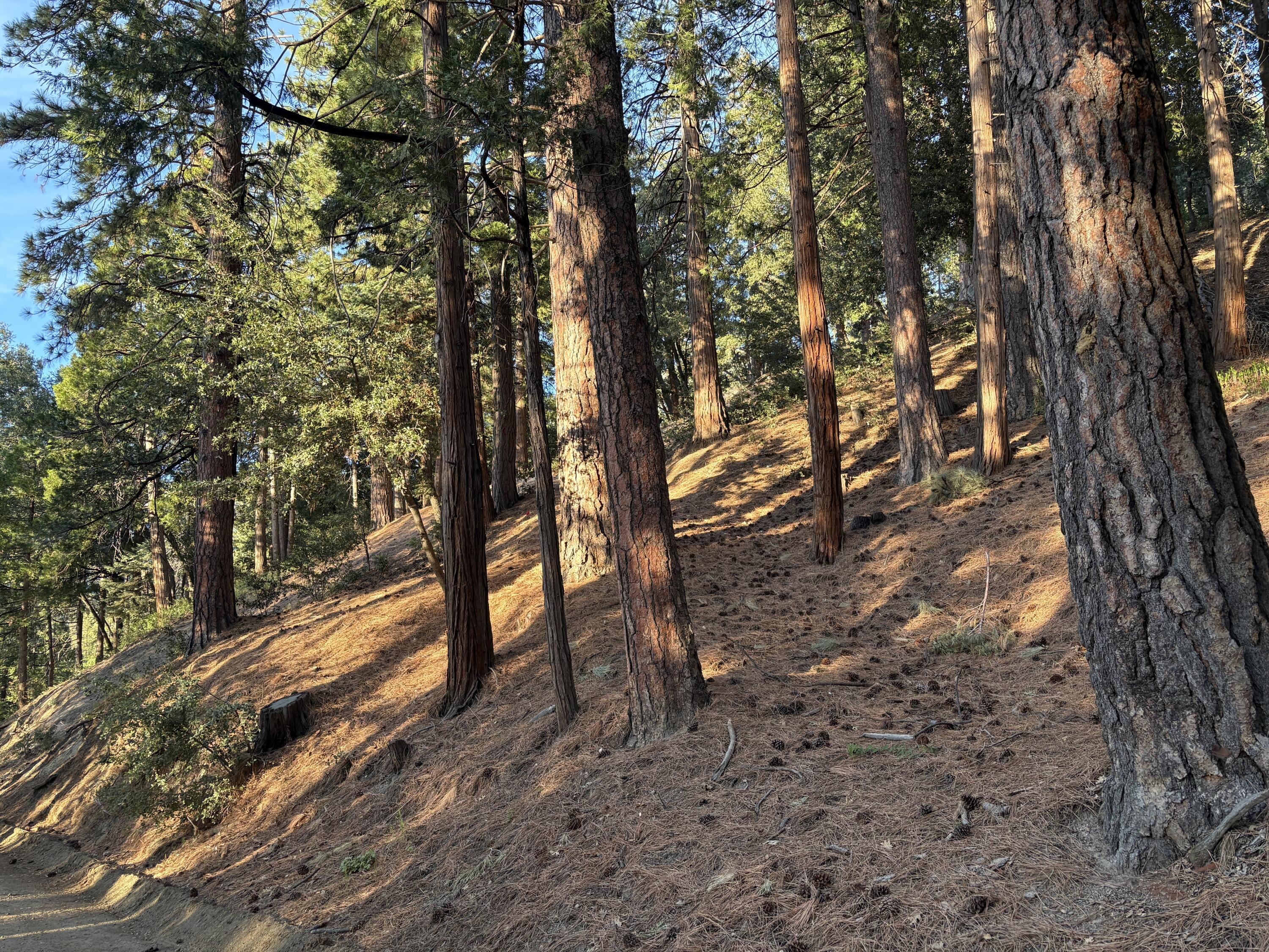 0 Tahquitz View Drive Idyllwild, CA 92549 - Photo 4 of 6 a view of outdoor space with lots of trees