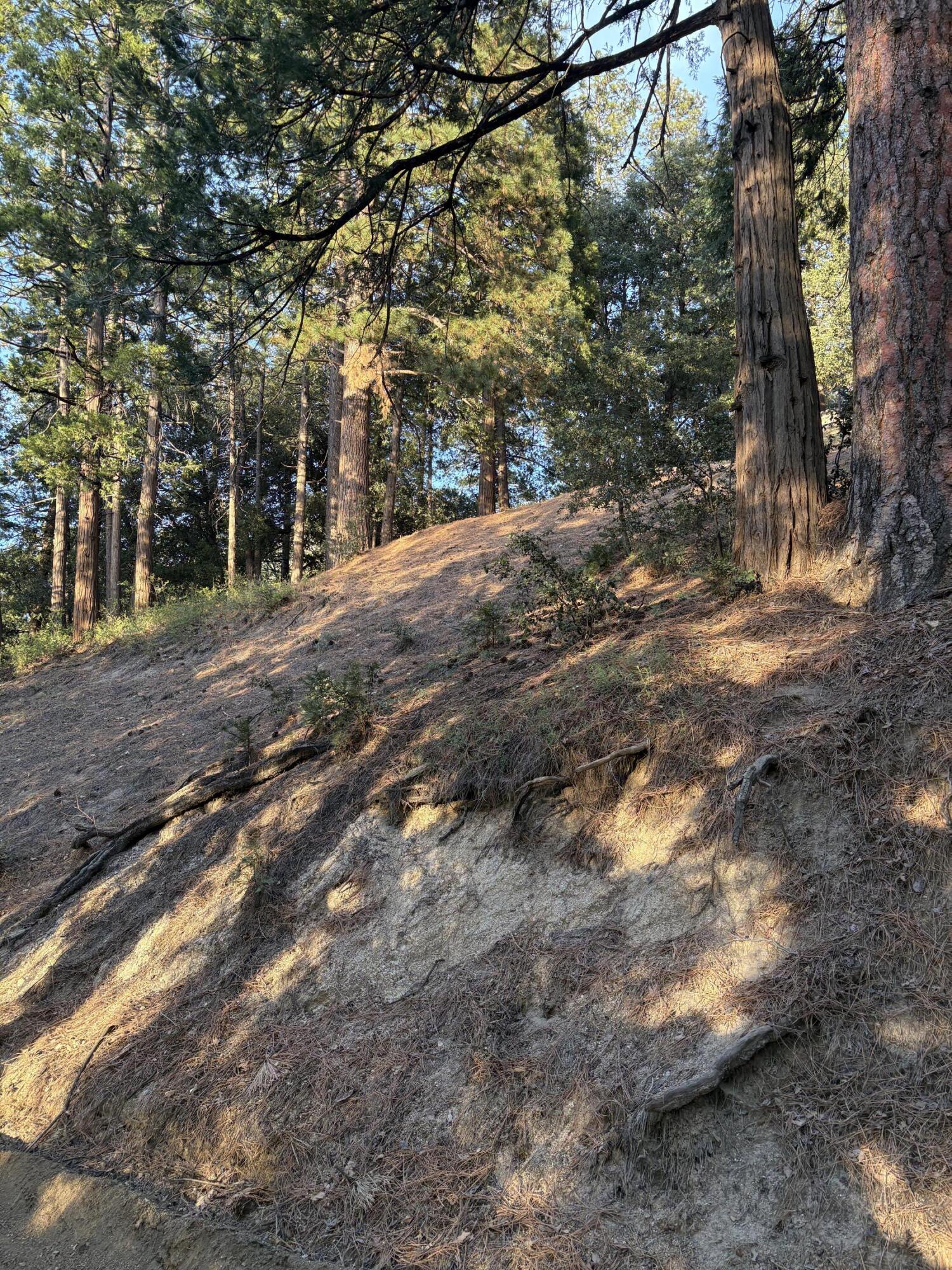 0 Tahquitz View Drive Idyllwild, CA 92549 - Photo 6 of 6 a view of a yard with plants and trees