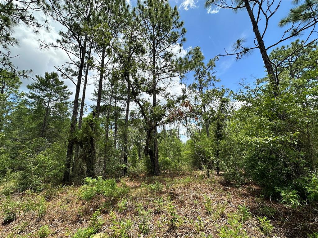 Tbd Northeast 69th Place Bronson, FL 32621 - Photo 4 of 12