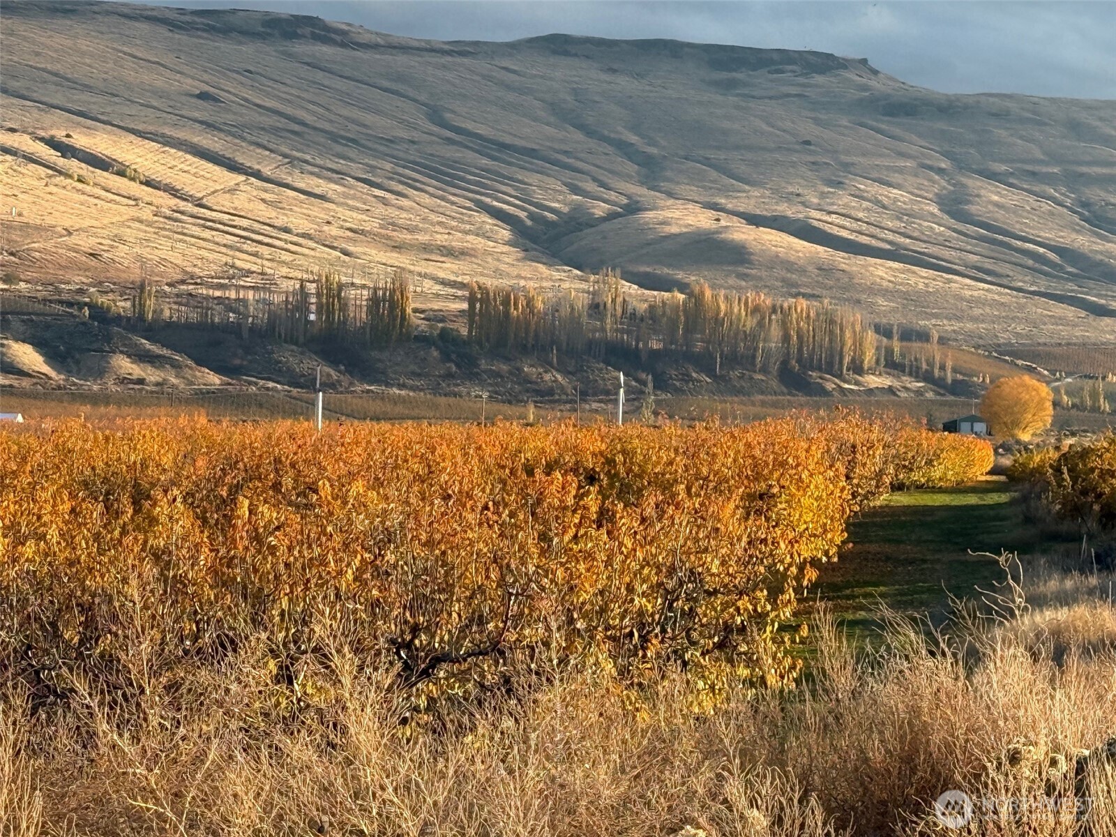 556 Jack Wells Road Bridgeport, WA 98813 - Photo 2 of 13 a view of a yard