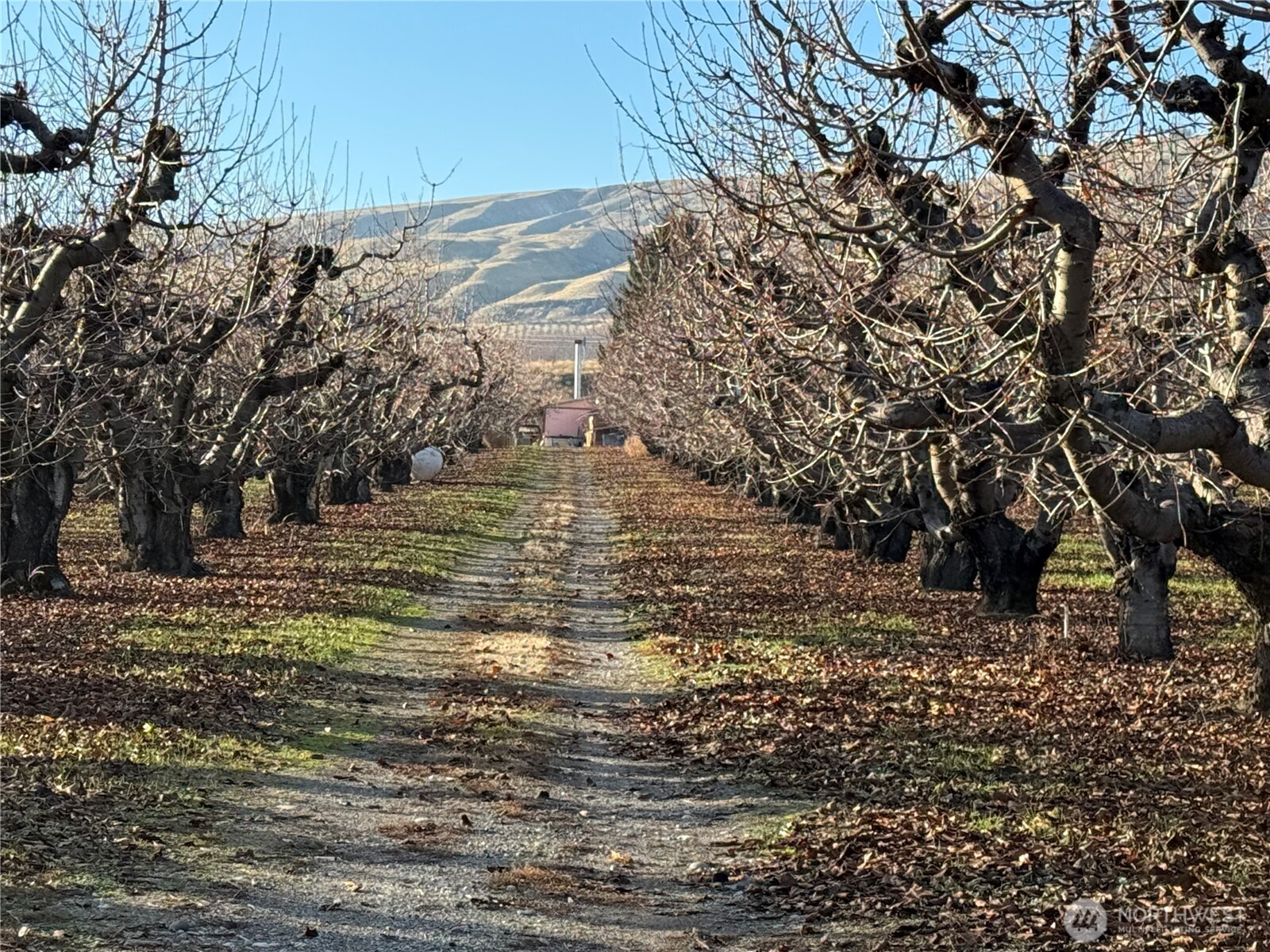 556 Jack Wells Road Bridgeport, WA 98813 - Photo 8 of 13 a view of a yard with large trees